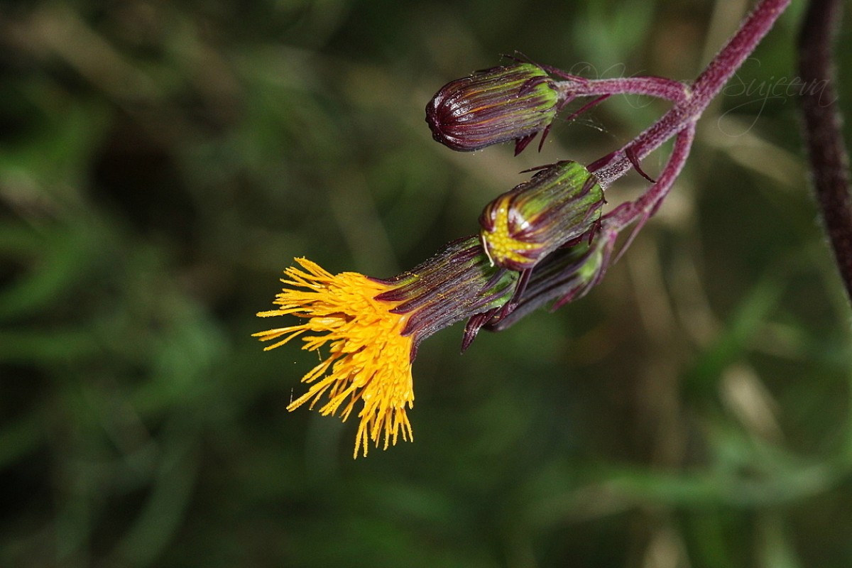 Gynura lycopersicifolia DC.